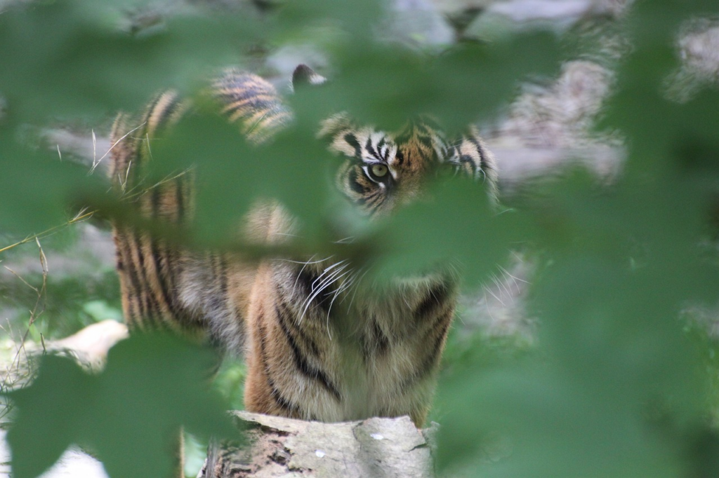 Hidden threat
