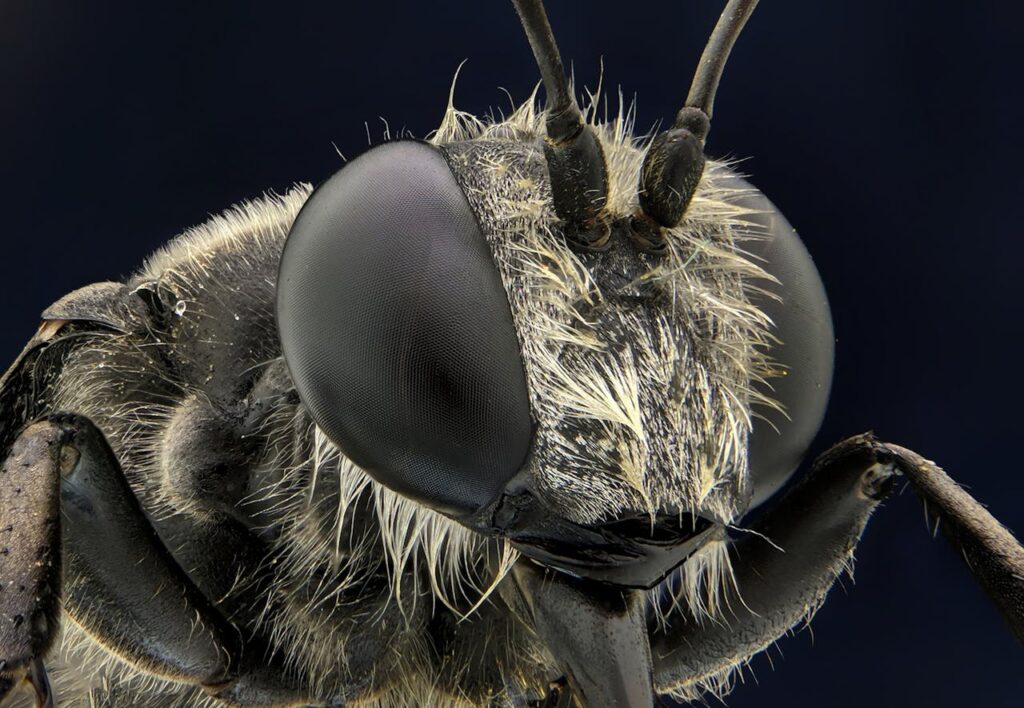 Bug seeding