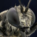 Bug seeding