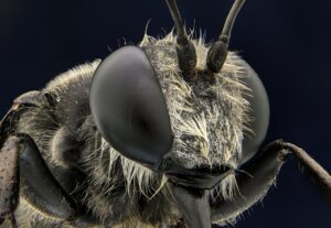 Bug seeding
