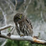 Calleo Sell Test Tools